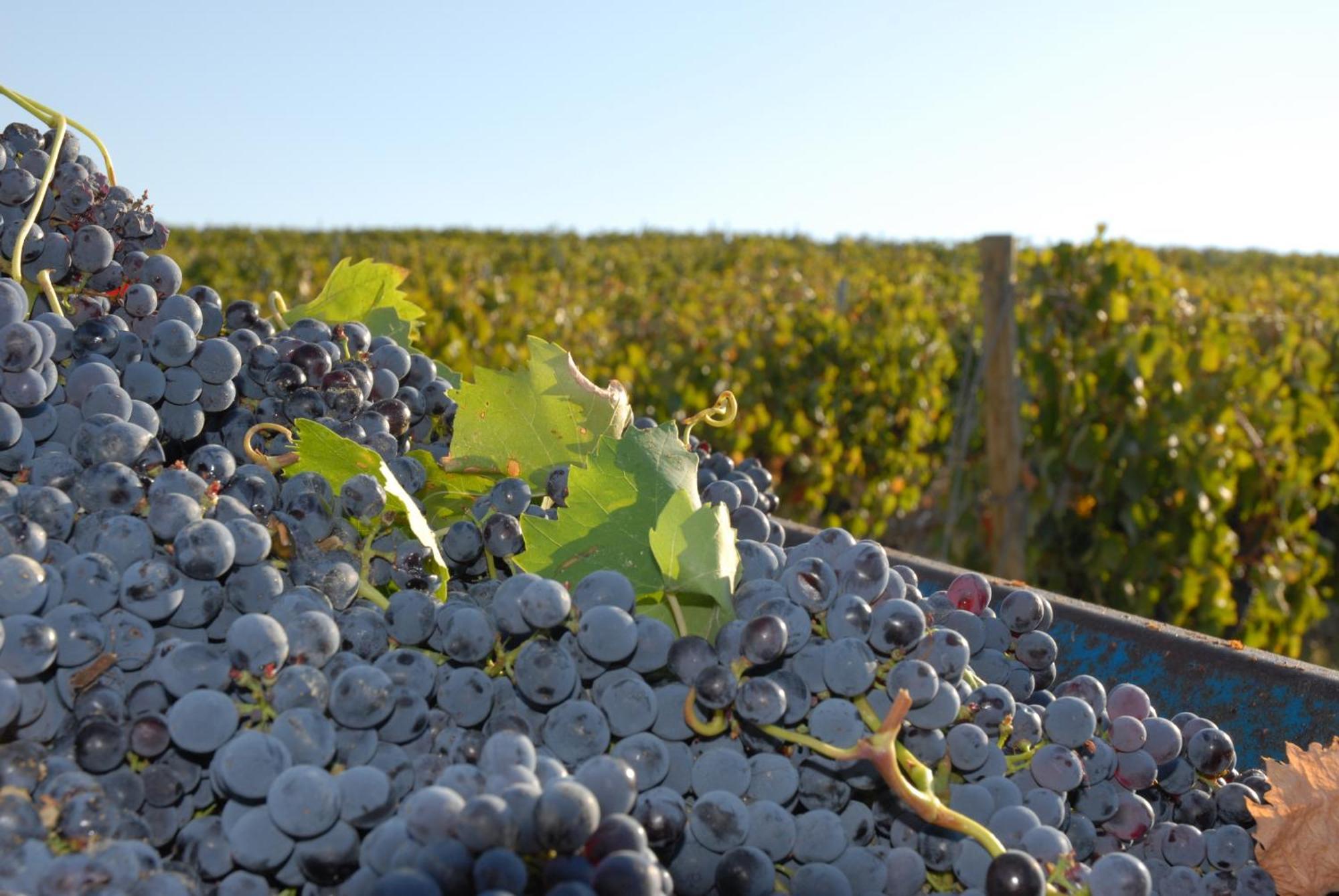 タルクイーニア Casale Poggio Nebbiaヴィラ エクステリア 写真