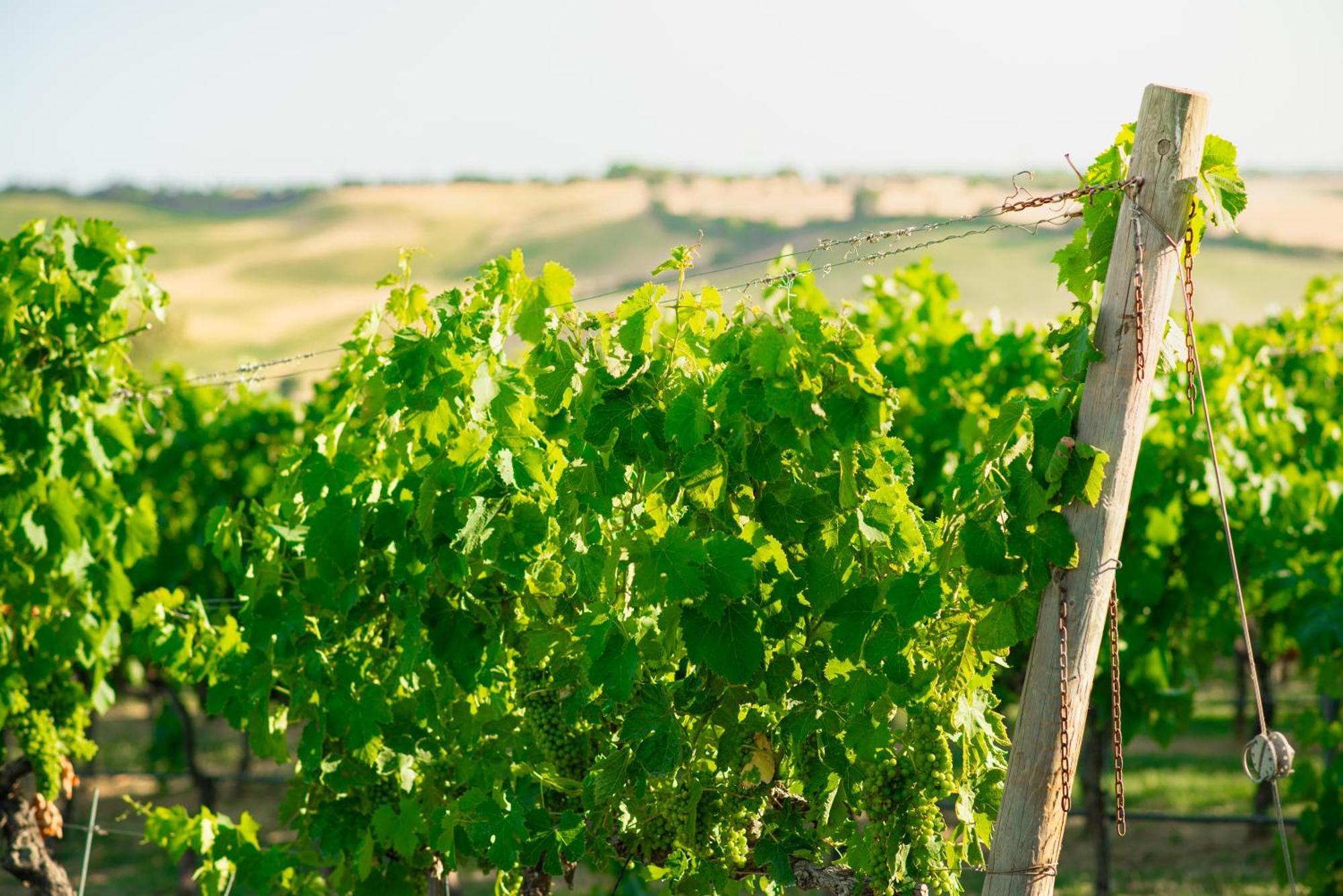 タルクイーニア Casale Poggio Nebbiaヴィラ エクステリア 写真
